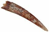 Fossil Pterosaur (Siroccopteryx) Tooth - Morocco #354853-1
